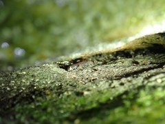 Plethodon dorsalis