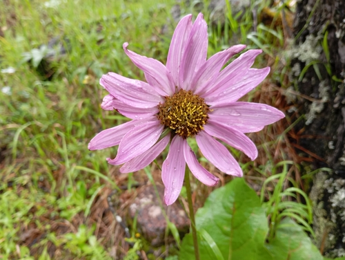 Iostephane heterophylla, photograph 6