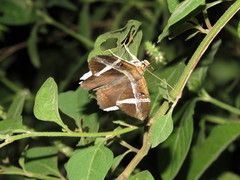 Hemeroblemma mexicana