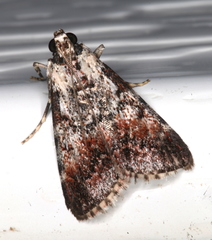 Orthaga rubridiscalis