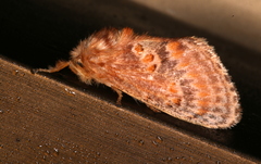 Pseudanapaea