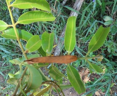 Landolphia kirkii