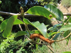Landolphia kirkii