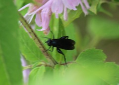 Chalcosyrphus chalybeus