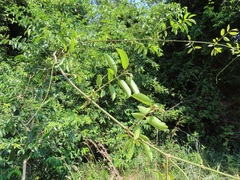 Landolphia kirkii