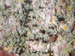 Chaenotheca trichialis