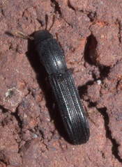 Colydium lineola