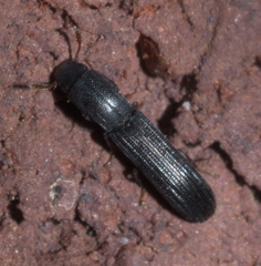 Colydium lineola