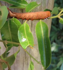 Landolphia kirkii