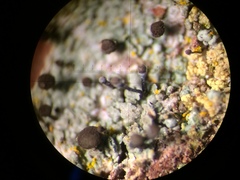 Chaenotheca trichialis