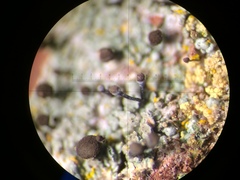 Chaenotheca trichialis