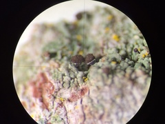 Chaenotheca trichialis