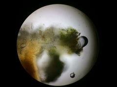 Chaenotheca trichialis