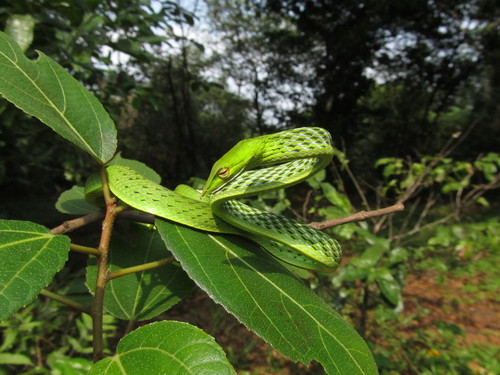 Photo of a Northern Vine Snake (Ahaetulla borealis)