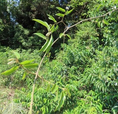 Landolphia kirkii
