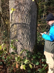 Chaenotheca trichialis