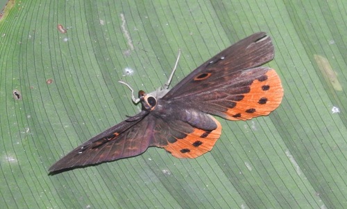 Eurybia donna
