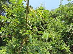 Landolphia kirkii
