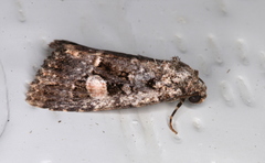 Condica macrosema