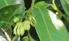 Artabotrys monteiroae