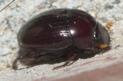 Pseudocanthon perplexus