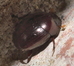 Pseudocanthon perplexus