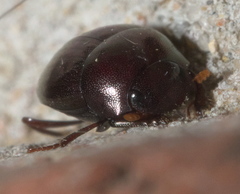 Pseudocanthon perplexus