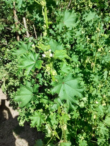 Malva verticillata iNat (2)