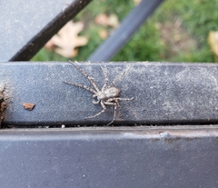 Araneae