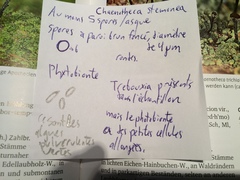 Chaenotheca trichialis