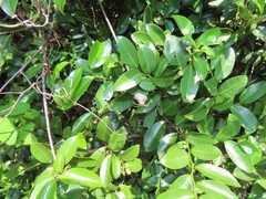 Artabotrys monteiroae