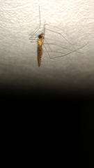 Tipuloidea