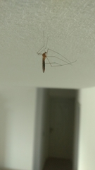 Tipuloidea
