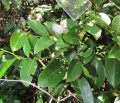 Artabotrys monteiroae