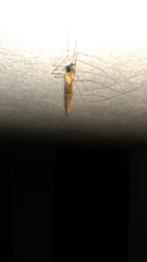 Tipuloidea