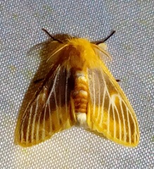 Euproctis flavipunctata