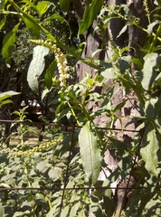 Phytolacca icosandra