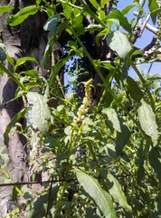 Phytolacca icosandra