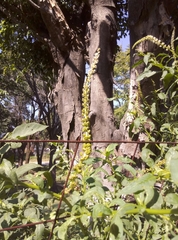 Phytolacca icosandra