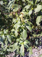 Phytolacca icosandra