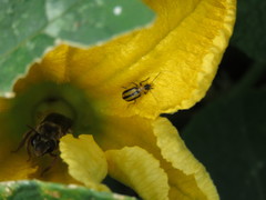 Acalymma trivittatum