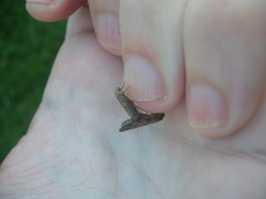 Leptocroca