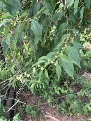 Lippia americana
