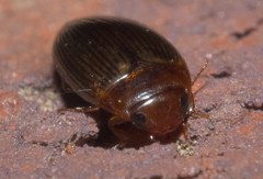 Copelatus glyphicus