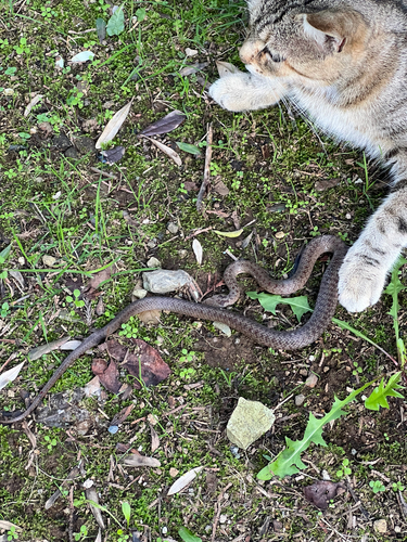 Smooth Snake