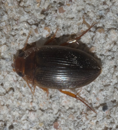 Copelatus glyphicus photo 3