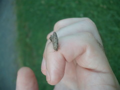 Leptocroca