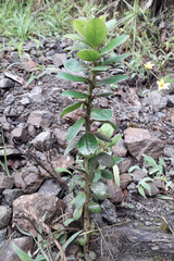 Dasyphyllum popayanense