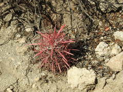 Ferocactus gracilis