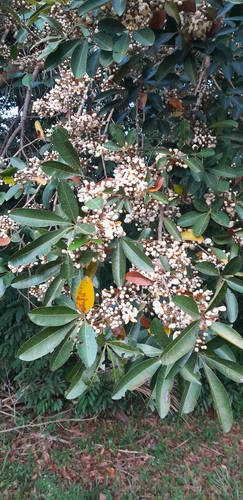 Eriotheca globosa, 2025-09-11